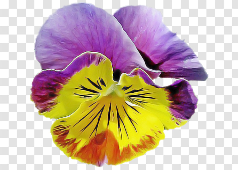 Flower Petal Wild Pansy Pansy Violet Transparent PNG