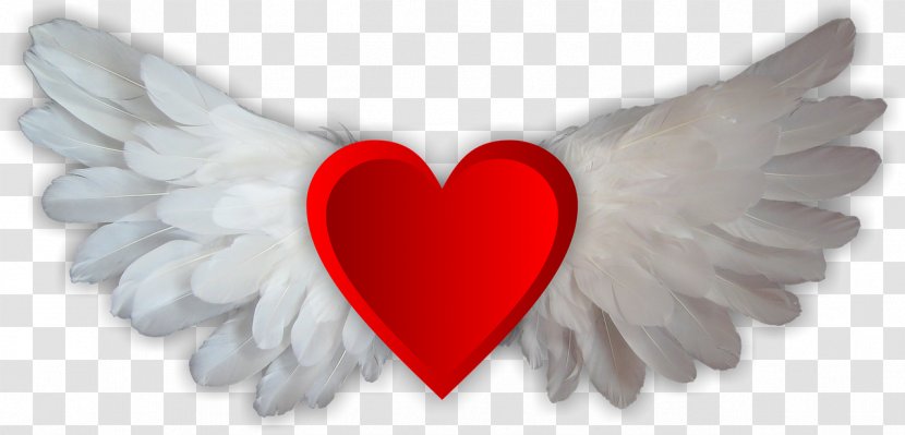 Download Lossless Compression - Heart Wings Transparent PNG