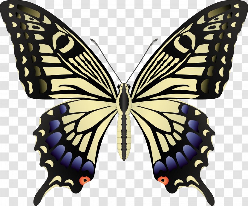 Butterfly Black Swallowtail Insect - Moth - Butterflies Transparent PNG