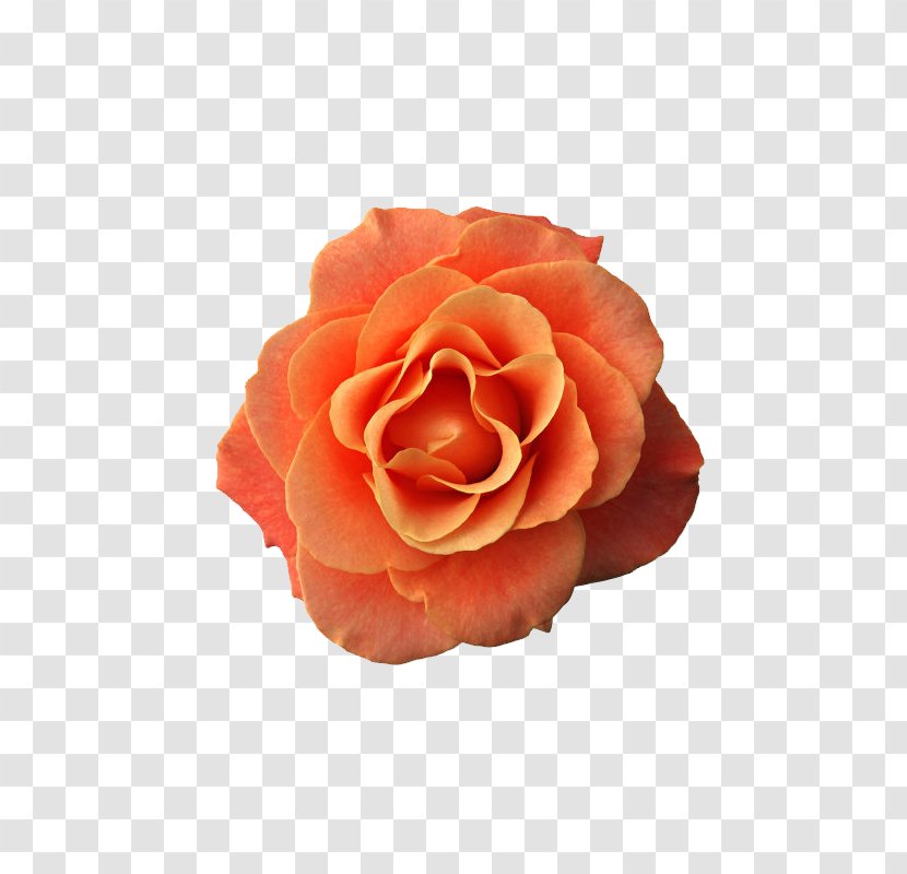 Garden Roses Flower Pink Floral Design - Jewellery - Orange Background Transparent PNG