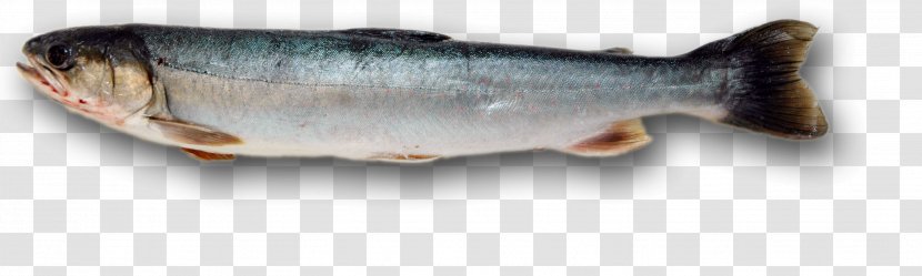 Sardine Fish Products Chignik Lake Oily - Bony Transparent PNG