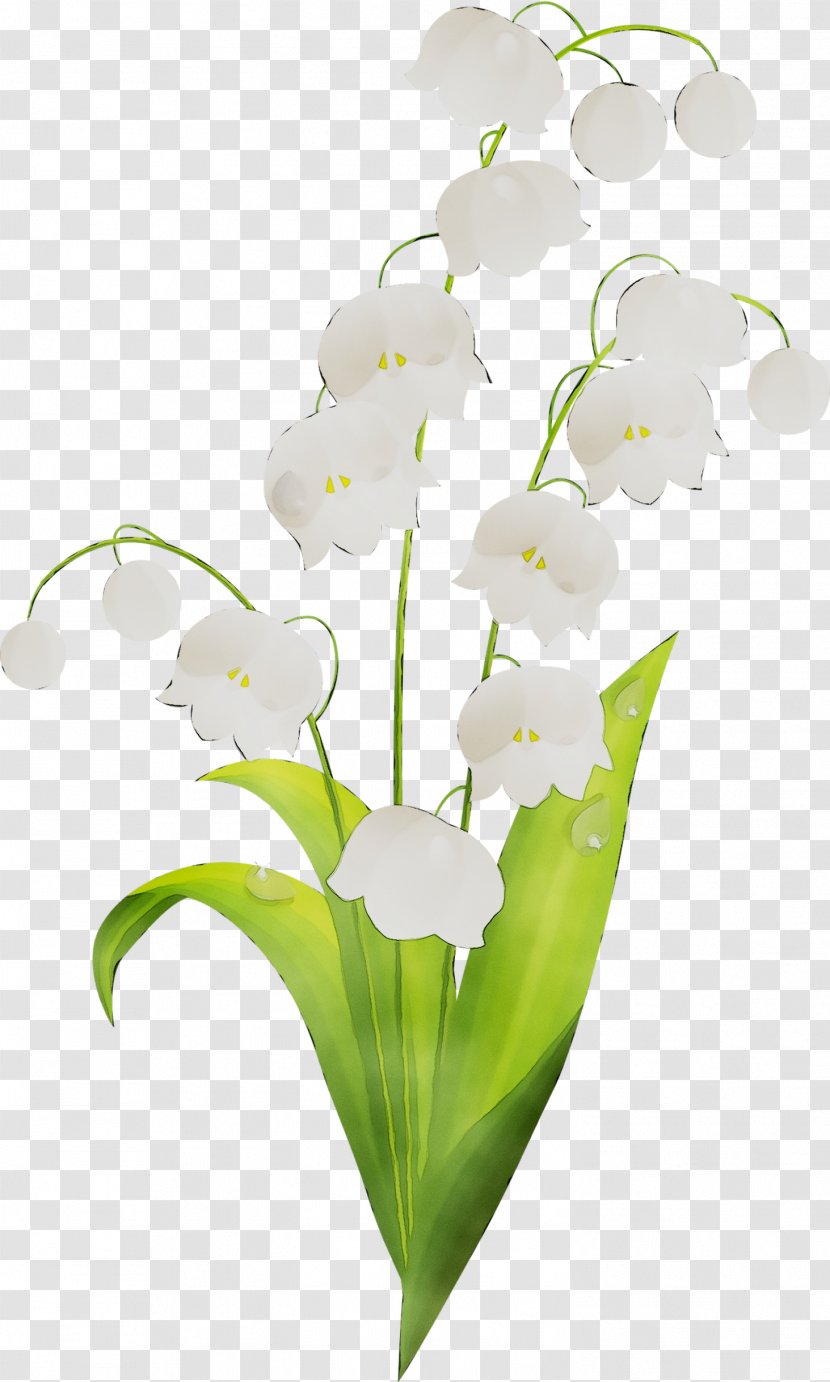 Floral Design Cut Flowers Moth Orchids Plant Stem - Orchid - Plants Transparent PNG