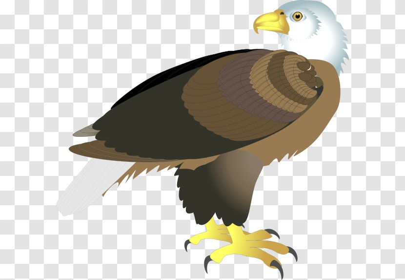 Bald Eagle Clip Art - Fauna - 30 Transparent PNG
