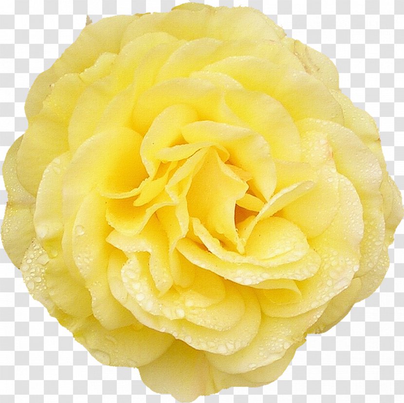 Centifolia Roses Rosaceae Cut Flowers Garden - Yellow - Rose Transparent PNG