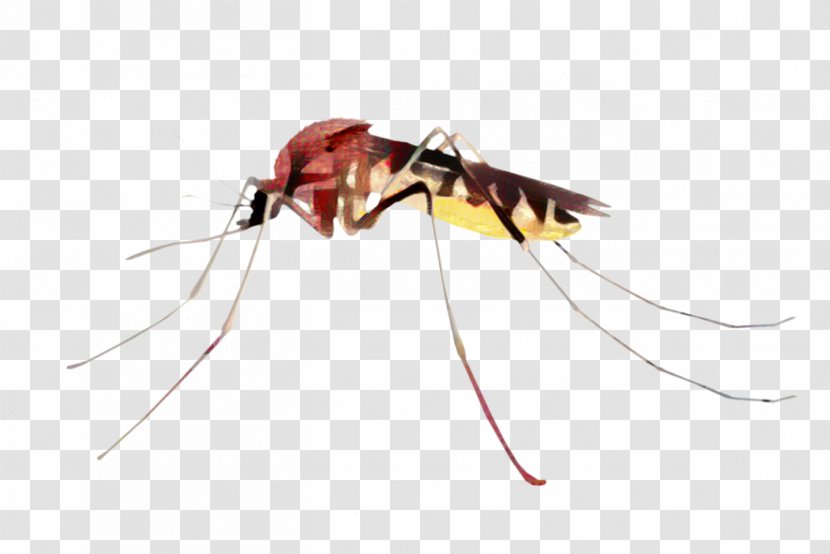 Mosquito Insect - Pest - Fly Membranewinged Transparent PNG
