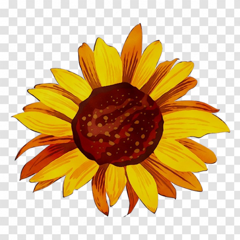 Yellow Sunflower Chrysanthemum Dress - Gazania - Seed Transparent PNG