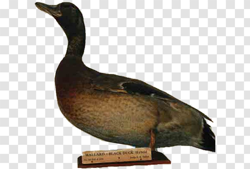 Mallard Goose Duck Decoy Xenia - Waterfowl Transparent PNG