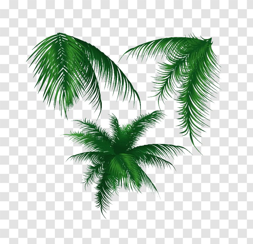 Palm Trees Coconut Vector Graphics Leaf - Plant Stem - Tropical Transparent PNG