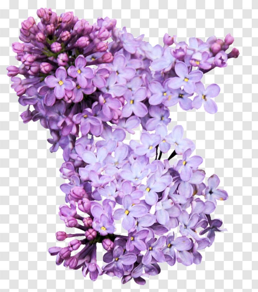 Syzygium Aromaticum Purple Lilac Clip Art - Flower - Fond Ecran Transparent PNG