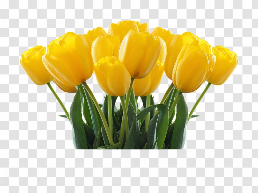 National Tulip Day Flower - Festival - Tulips Transparent PNG