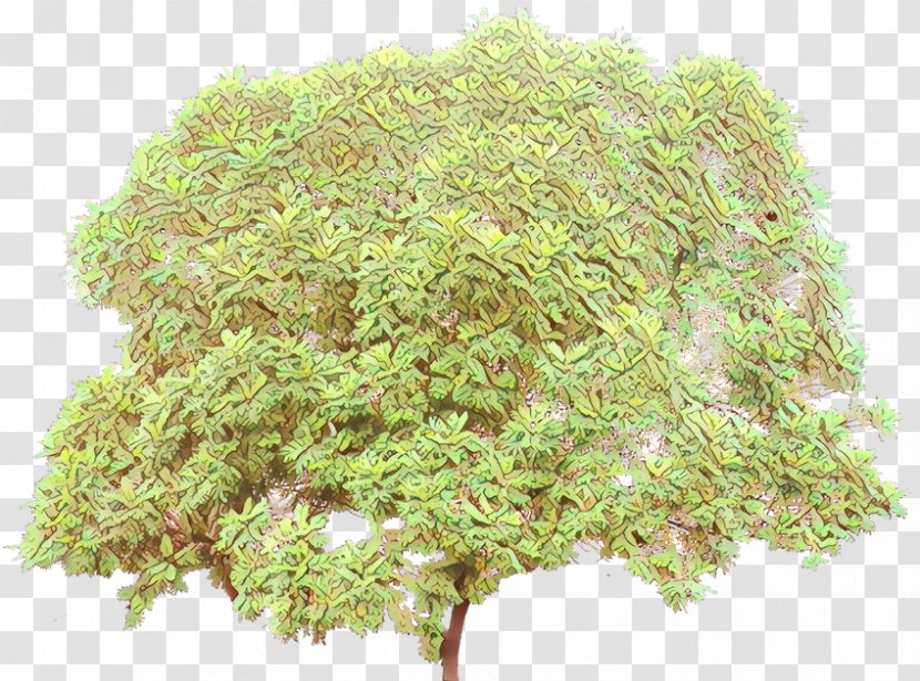 Tree Background - Perennial Plant - Moss Transparent PNG