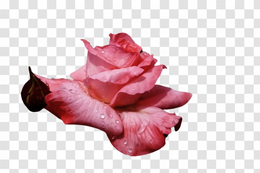 Garden Roses - Petal - Rose Family Cut Flowers Transparent PNG