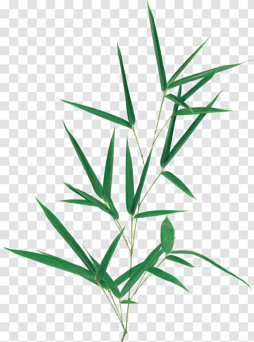 Leaf Plant Stem Megabyte Clip Art - Grass Family Transparent PNG
