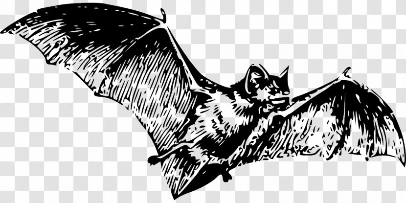 Vampire Bat Illustration - Black And White Transparent PNG