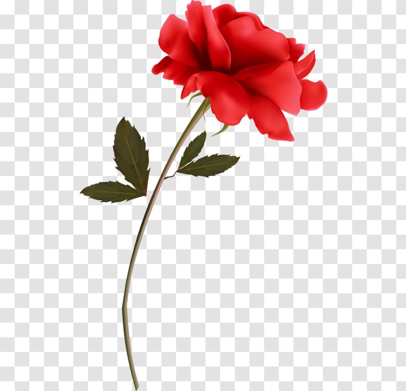 Garden Roses Flower Red Clip Art Transparent PNG
