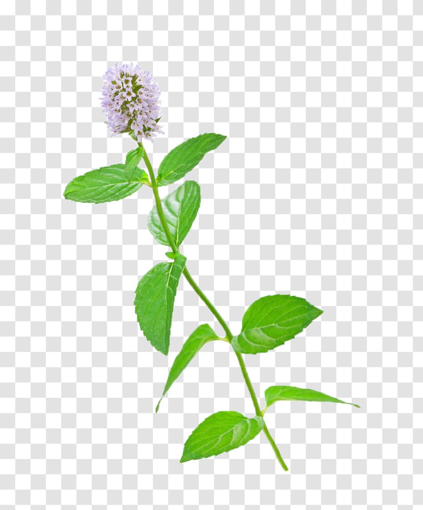 Mentha Spicata Flower Stock Photography Water Mint Leaf - Violet - Garden Chocolate,Mint Leaf,Light Pink Flowers Transparent PNG