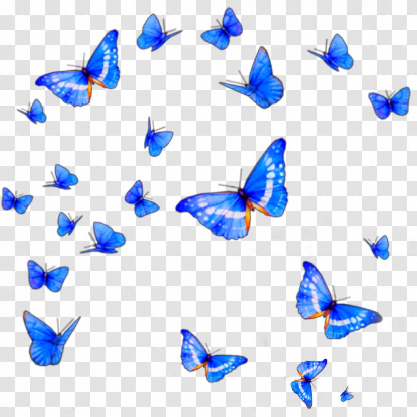 Butterfly Clip Art - Organism Transparent PNG