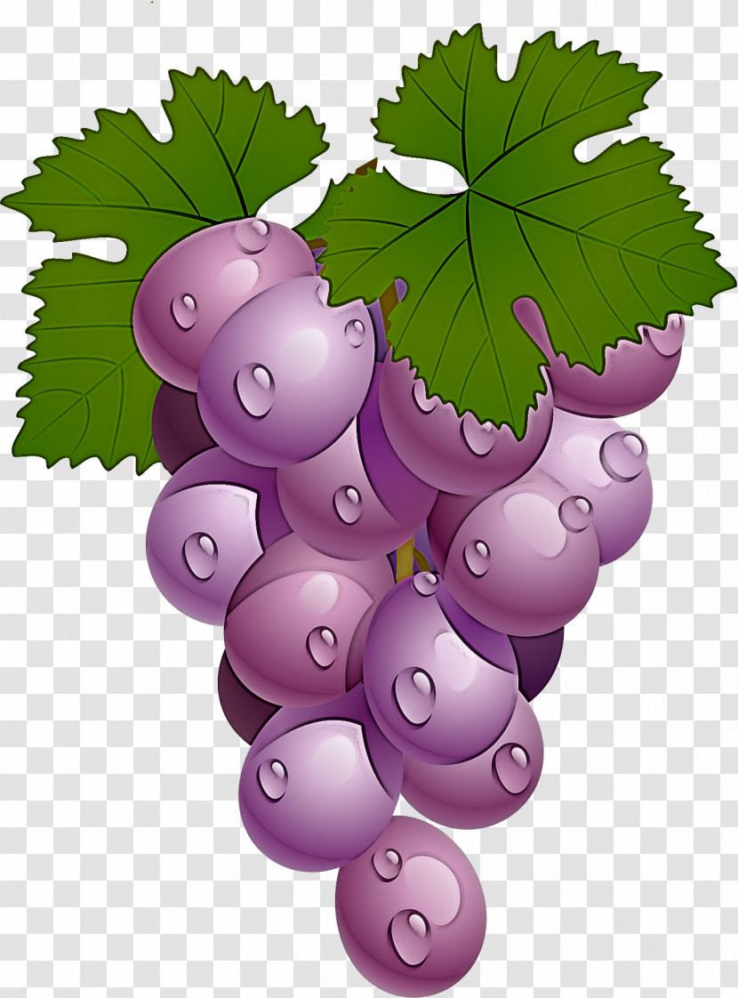 Grape Grape Leaves Leaf Grapevine Family Seedless Fruit Transparent PNG