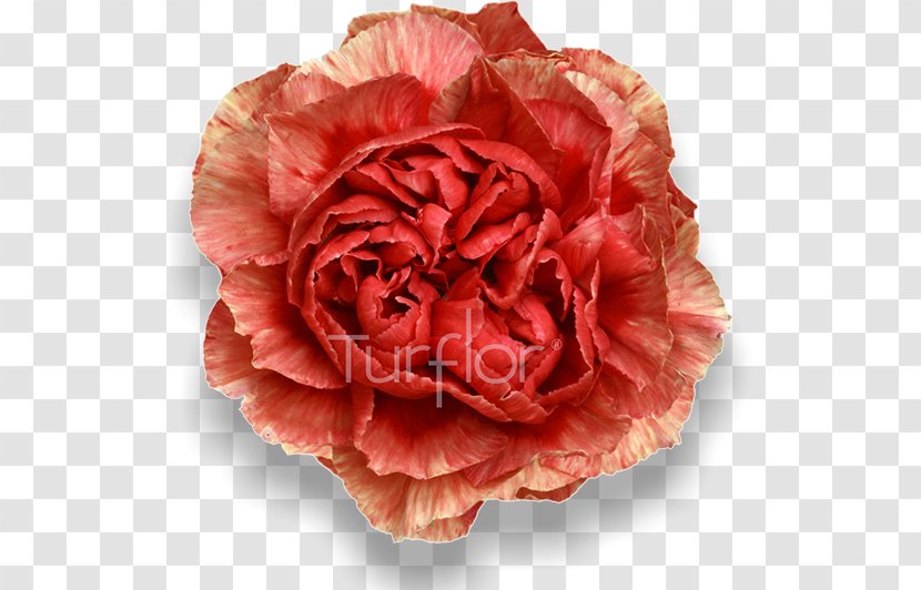 Cabbage Rose Garden Roses Cut Flowers Carnation Close-up - Artificial Flower - Samai Transparent PNG