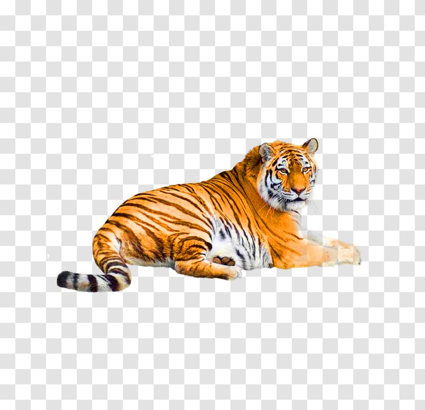 Siberian Tiger Bengal Malayan Cat White Transparent PNG