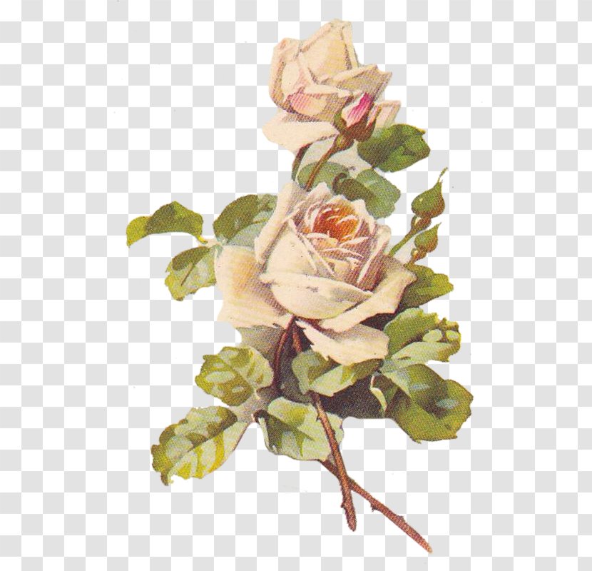 Beach Rose Rosa Multiflora Gratis - Resource - Flower Transparent PNG