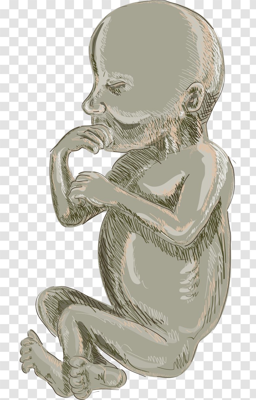 Fetus Infant Drawing Cartoon Illustration - Week - Hand-painted Baby Transparent PNG