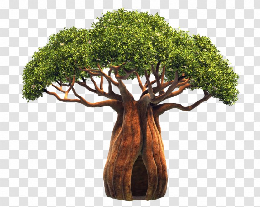 Adansonia Digitata Tree Sorbus Domestica Bark Clip Art - Bonsai Transparent PNG