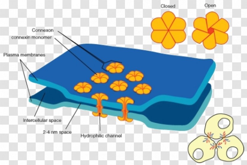 Gap Junction Cell Membrane Tight - Synapse - Junctions Between Neurons Transparent PNG