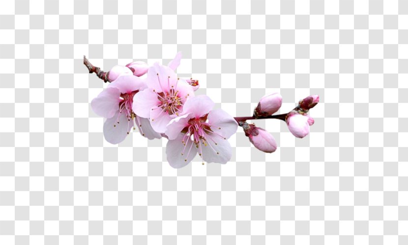 Almond Blossoms Flower Clip Art - Spring Transparent PNG