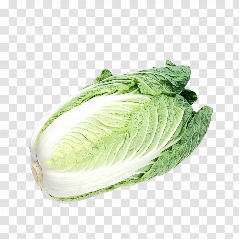 Cabbage Vegetable Leaf Romaine Lettuce Savoy - Watercolor - Chinese Transparent PNG