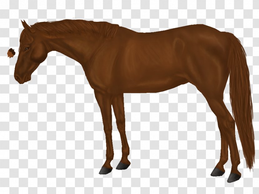 Arabian Horse Mane Mustang Stallion Foal - Pony - Chestnut Transparent PNG