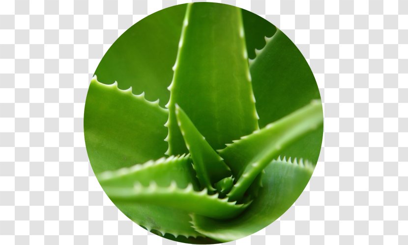 Aloe Vera Plant Leaf Gel Extract - Glycerol Transparent PNG