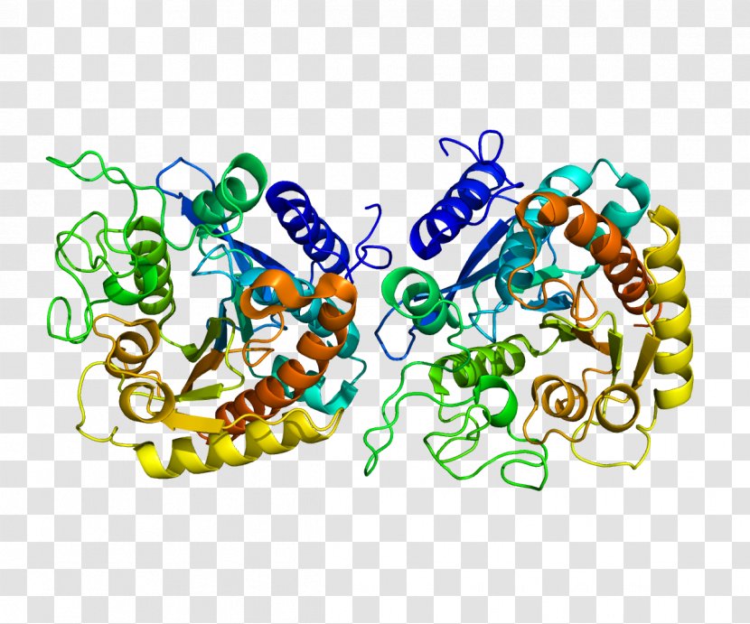 Carboxypeptidase Protease Protein Enzyme Hydrolysis - Organism - Peptide Bond Transparent PNG