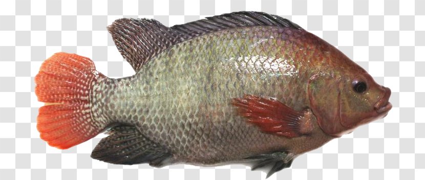 Red Tilapia Broodstock Perch Fish Transparent PNG