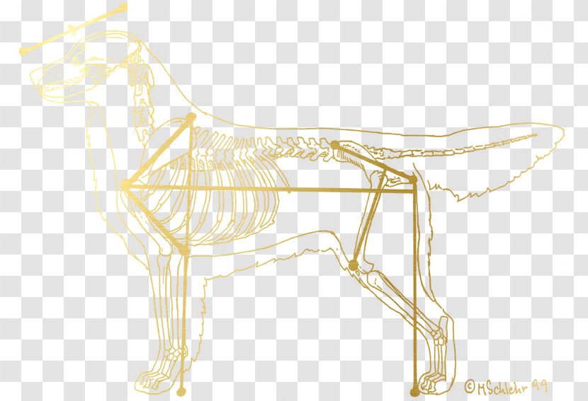 Golden Retriever Canidae Pet American Kennel Club - Tail Transparent PNG