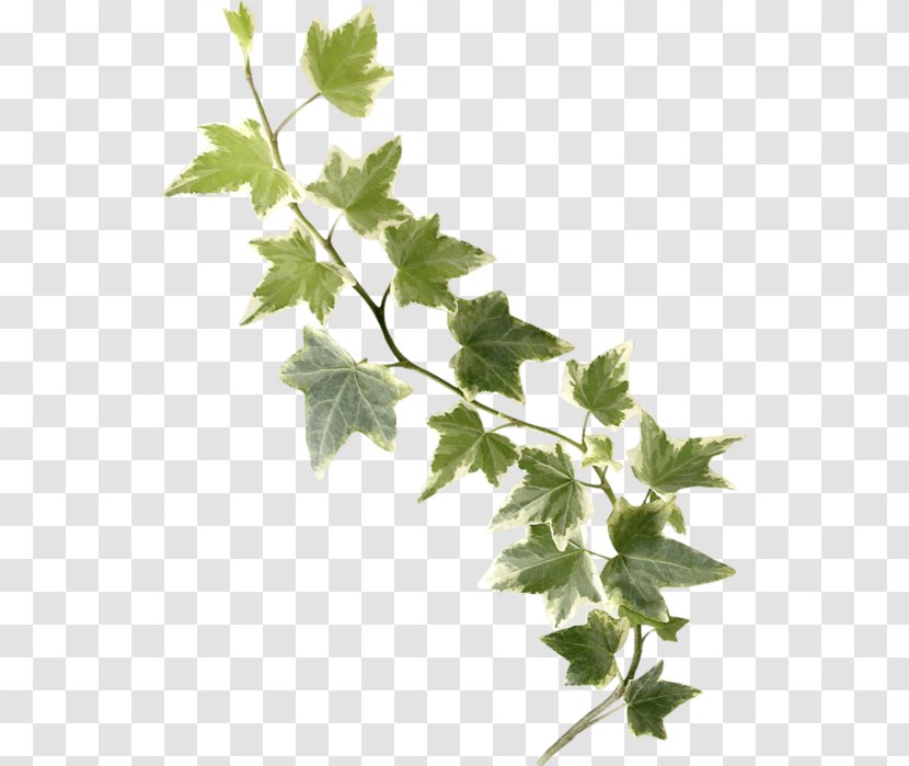 Twig Common Ivy Leaf Stock Photography - Tree Transparent PNG
