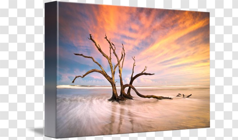 Folly Beach Curtain Douchegordijn Tree - Landscape - Sunset Transparent PNG