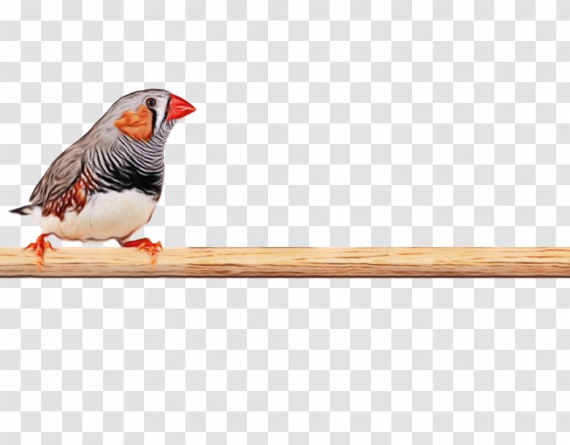 Zebra Finch Finches Photography Royalty-free - Beak - Stock Transparent PNG