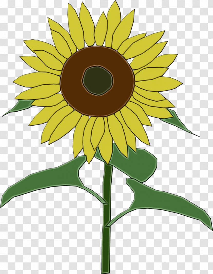 Sunflower - Flower - Petal Flowering Plant Transparent PNG
