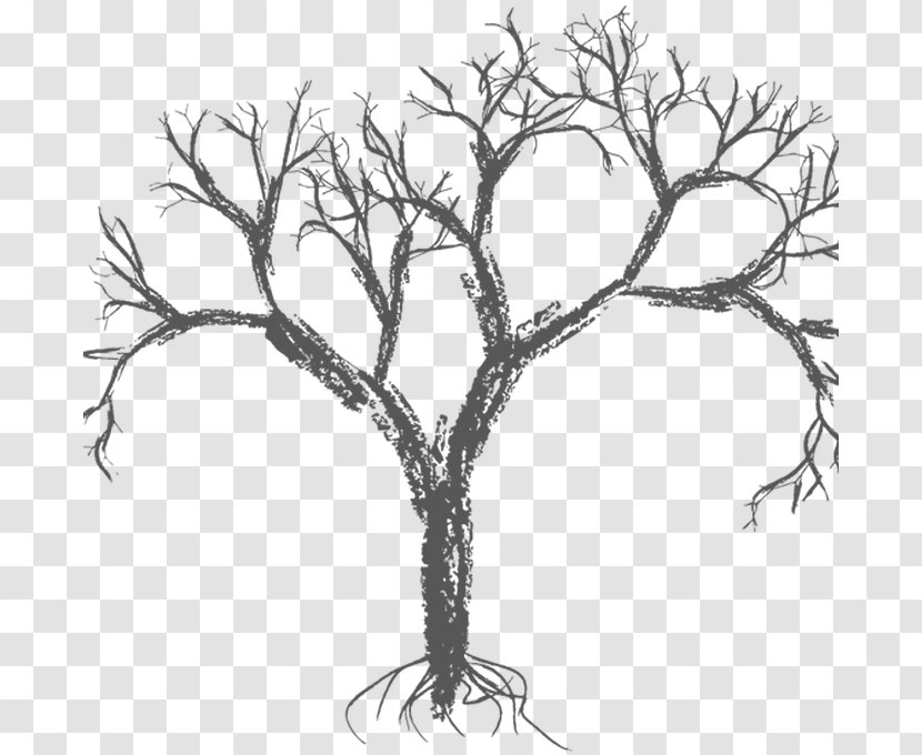 Vector Graphics Tree Branch Drawing Image - Woody Plant Transparent PNG
