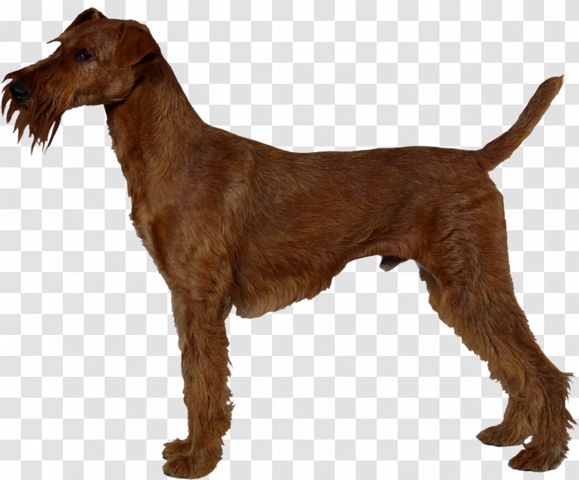 Irish Terrier Airedale Jagdterrier Chilean Welsh Transparent PNG