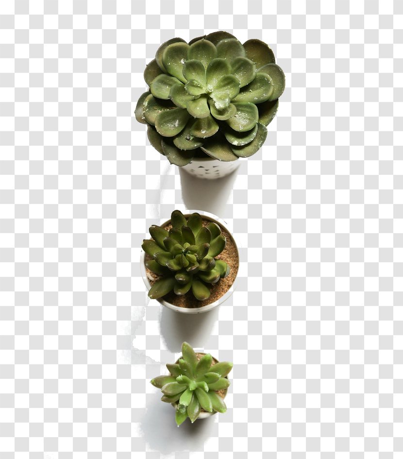 Flowerpot Succulent Plant Computer File - Vecteur - Plants Transparent PNG