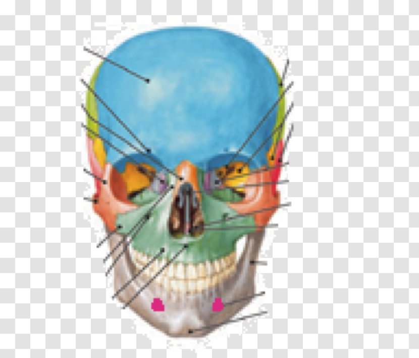 Skull Supraorbital Foramen Infraorbital Anatomy - Frontalis Muscle Transparent PNG