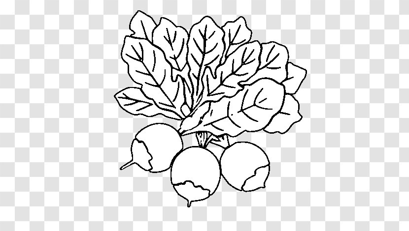 Beetroots Drawing Coloring Book Vegetables Image - Tree - Acelga Beterraba Transparent PNG