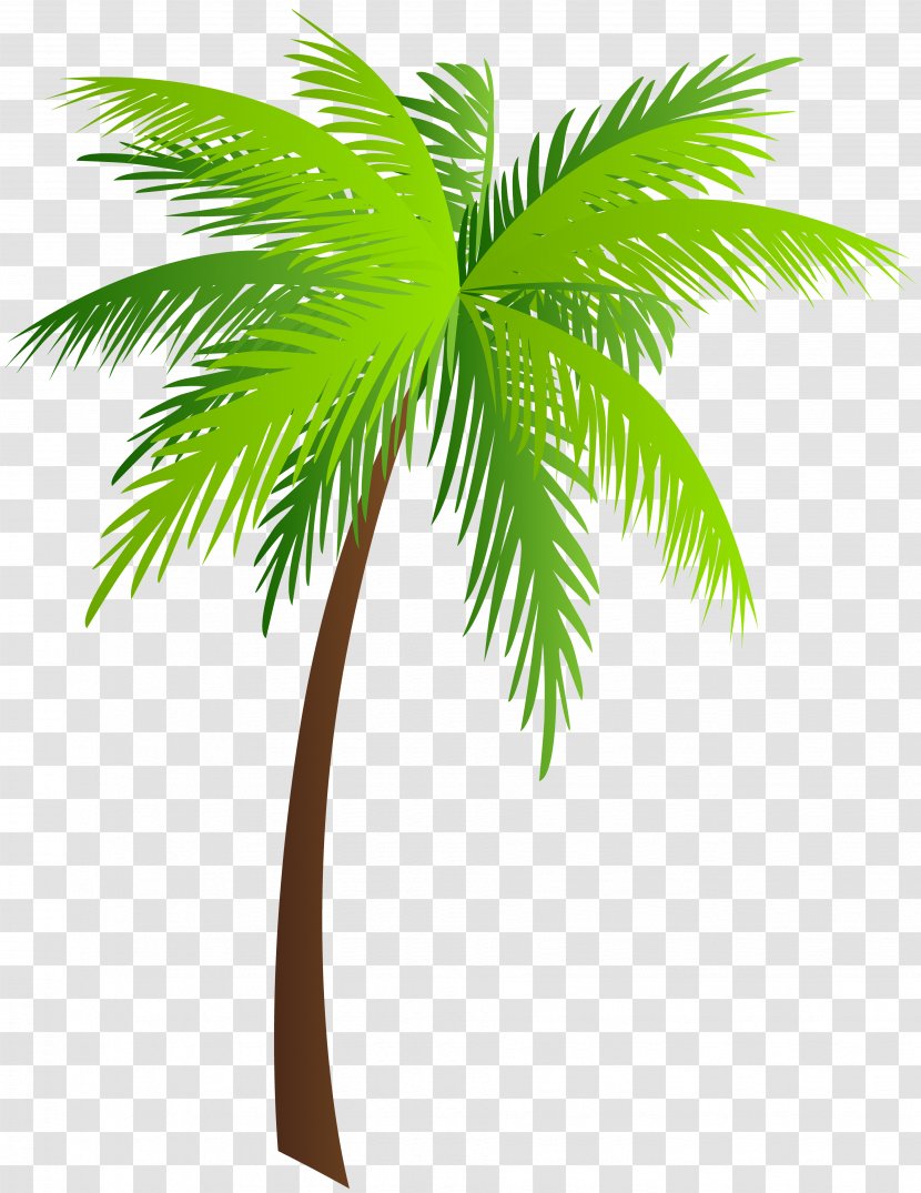 Arecaceae Coconut Ichumma's Inn Clip Art - Woody Plant - Palm Leaves Transparent PNG