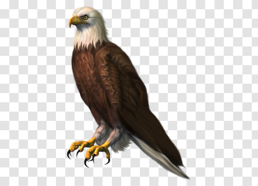 Bald Eagle Bird Clip Art - Peregrine Falcon - Kartal Transparent PNG