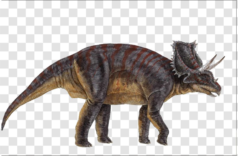 Chasmosaurus Ceratopsia Triceratops Microceratus Centrosaurus - Dinosaur Transparent PNG
