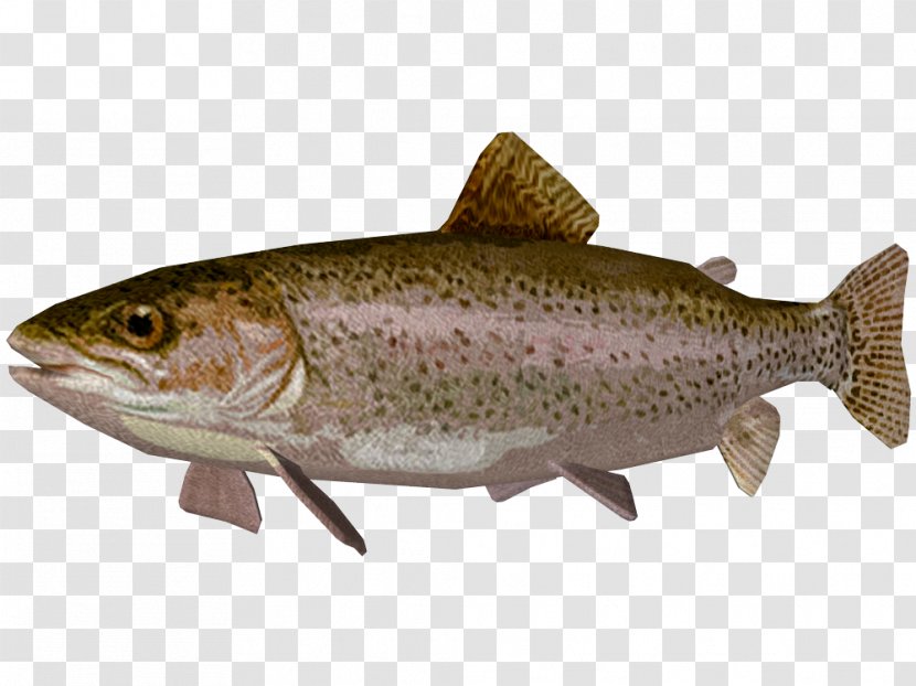 Coastal Cutthroat Trout Coho Salmon Rainbow - Freshwater Whitefish - Fish Transparent PNG