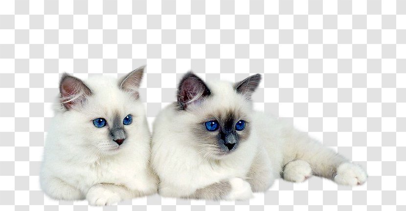 Kitten Siamese Cat - Animal Transparent PNG