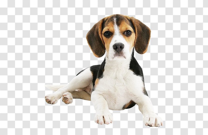 Beagle-Harrier English Foxhound American - Beagle Harrier - Puppy Transparent PNG